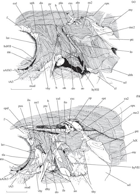 Morphofunctional Features Of The Visceral Apparatus In Ember Parrotfish