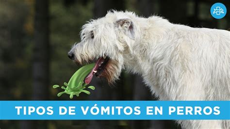 Tipos De VÓmitos En Perros Amarillo Blanco Con Espuma Youtube