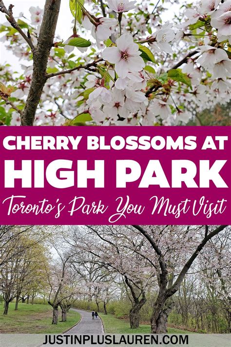 Heres How To See The High Park Cherry Blossoms In Toronto The