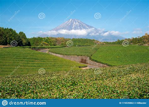 Tea Plantation With Mount Fuji In Background Stock Photo Image Of