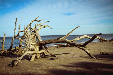 Trees On The Beach Photograph By Jackie Eatinger Fine Art America