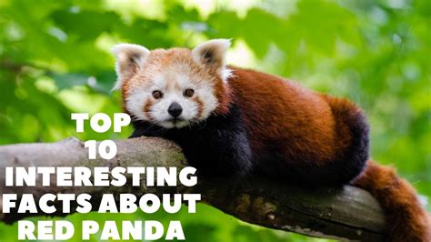 Mind Blowing Interesting Facts About Red Panda Youtube