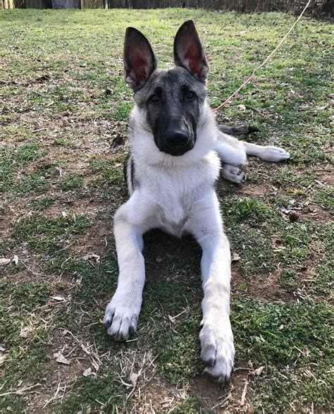 Silver Sable German Shepherd Puppies For Sale Near Me