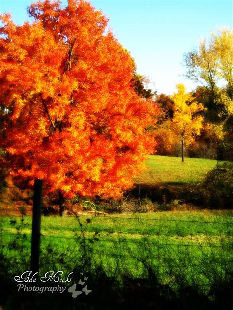 Orange Autumn Tree In West Virginia Scenic Photos Autumn Trees West