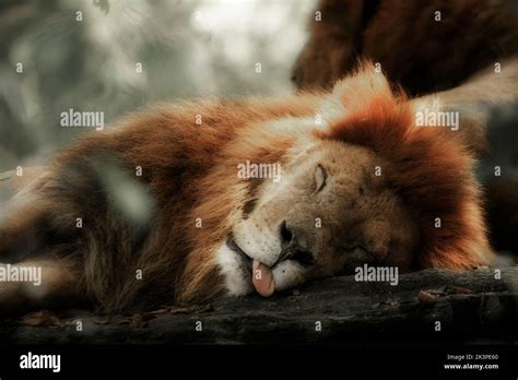 Lion Sleeping Zoo Hi Res Stock Photography And Images Alamy