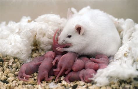 Stem Cells Used To Create Baby Mice