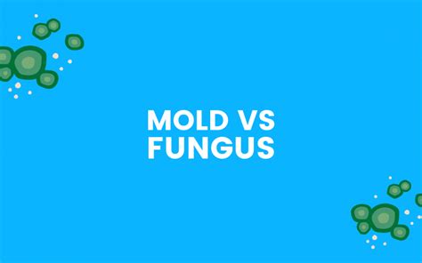 Mold Vs Fungus Pure Maintenance Of Central Illinois