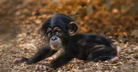40 Of The Cutest Baby Animals Of All Time Buzz Nick