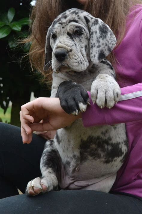 The cheapest offer starts at £10. Harlequin Great Dane Puppy! | Dane puppies, Dogs, puppies ...