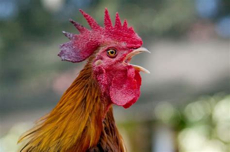 Rooster Crowing Sound What It Means And When To Expect It Know Your Chickens