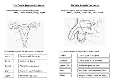 Sex Organs Male And Female Sex Organs Structure Key Words Etc Lesson In The Reproduction