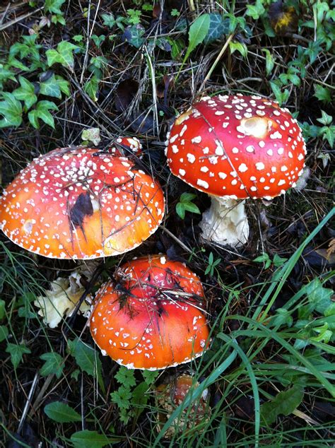 Mushrooms Alice In Wonderland Style Hongos