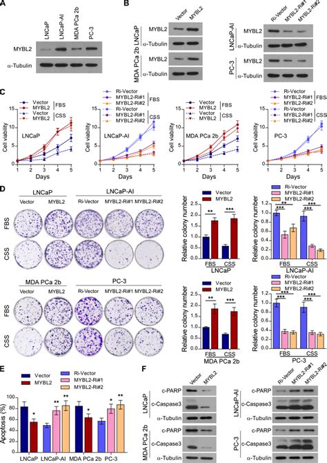 Mybl2 Confers Resistance To Androgen Deprivation Treatment In Pca Cells