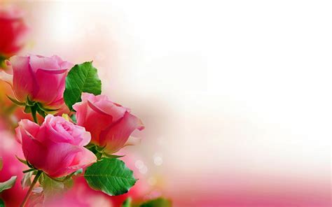 Rose Wallpaper High Quality Resolution 7sf Flower Images Wallpapers