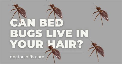 Bed Bug Eggs In Hair
