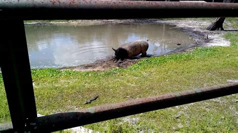 Pig Wallowing In Mud Too Funny Youtube