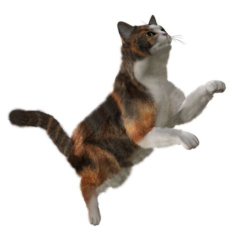 Cat Png Image Free Download Picture Kitten