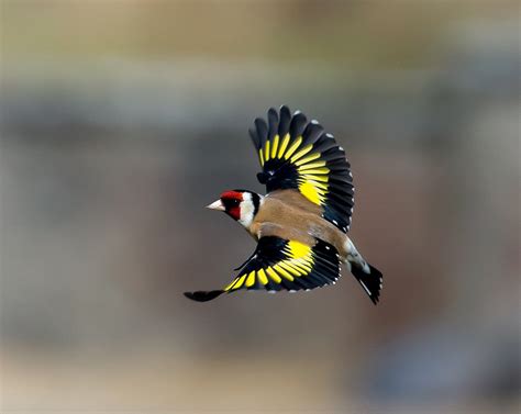 European Parva Goldfinch Az Birds