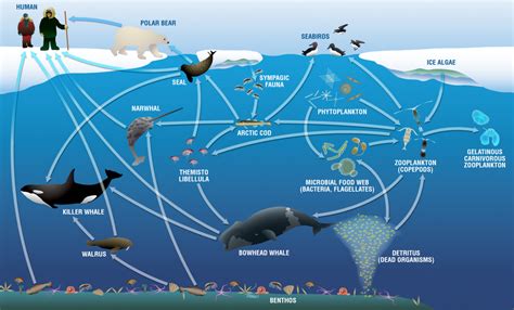 How Ocean Warming And Acidification Affect Food Webs Ask