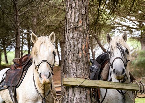 Camargue Ride Horse Riding Holidays In France Globetrotting