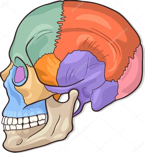 Ilustración Del Diagrama Del Cráneo Humano 2023