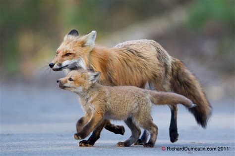 Renard Roux Red Fox Vulpes Vulpes A Photo On Flickriver