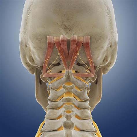 Suboccipital Muscles And Nerve Artwork Photograph By Science Photo Library