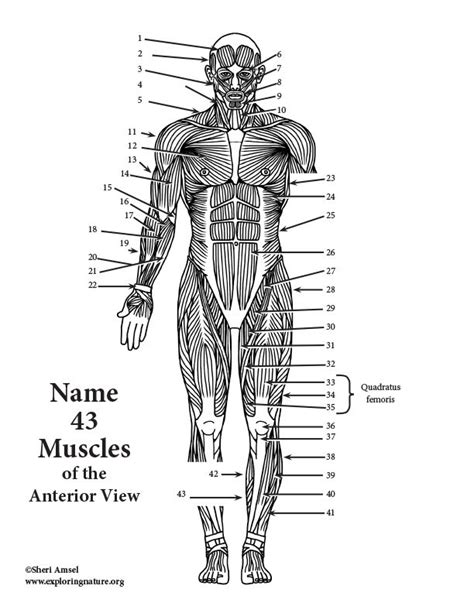 Muscles of the anterior forearm. Learn about the Muscles of the Human Body on ...