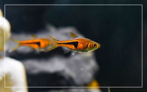 15 Smallest Freshwater Aquarium Fish For Nano Tanks With Pictures