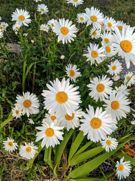 Beautiful Daisies Daisy Flower Plants Daisy
