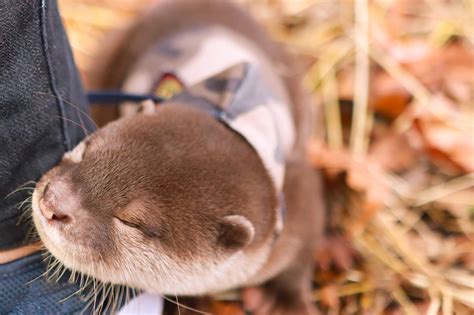 Adorable Photos Of Baby Otters Thatll Make Your Day Better Readers