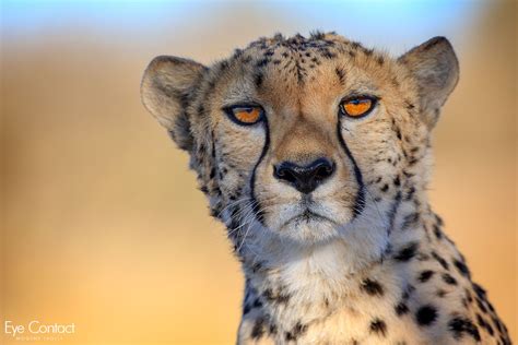 Cheetah Eye Contact Cheetah Photos Cheetah Animals