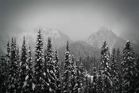 Snowy Forest Wallpaper Black And White