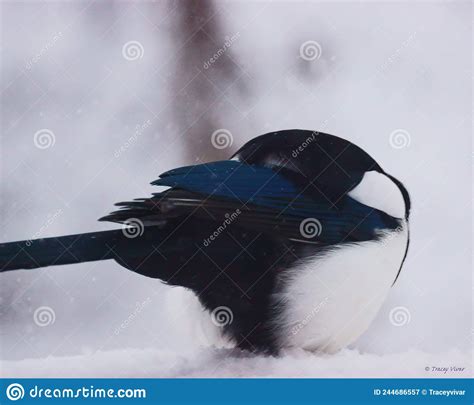 Shelter Magpie With Head Under Its Wing Stock Image Image Of Nature