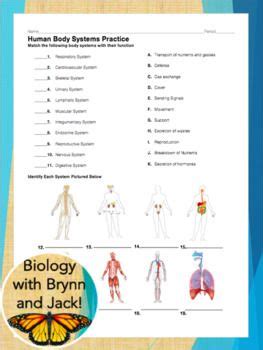 Give each student a copy of the 'label it' worksheet. Body Systems Matching Worksheet Answer Key