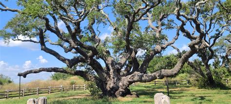 Live Oak Trees Are A Piece Of Texas History
