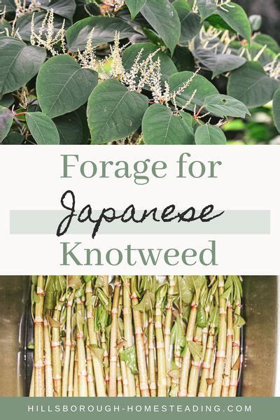 Wild Edible Japanese Knotweed Artofit