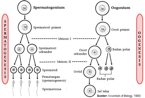Proses Spermatogenesis Dan Oogenesis