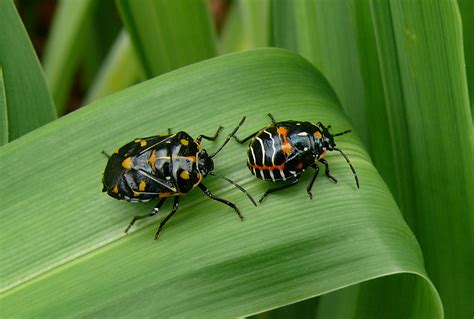 File Harlequin Bug Adult And Nymph Wikimedia Commons