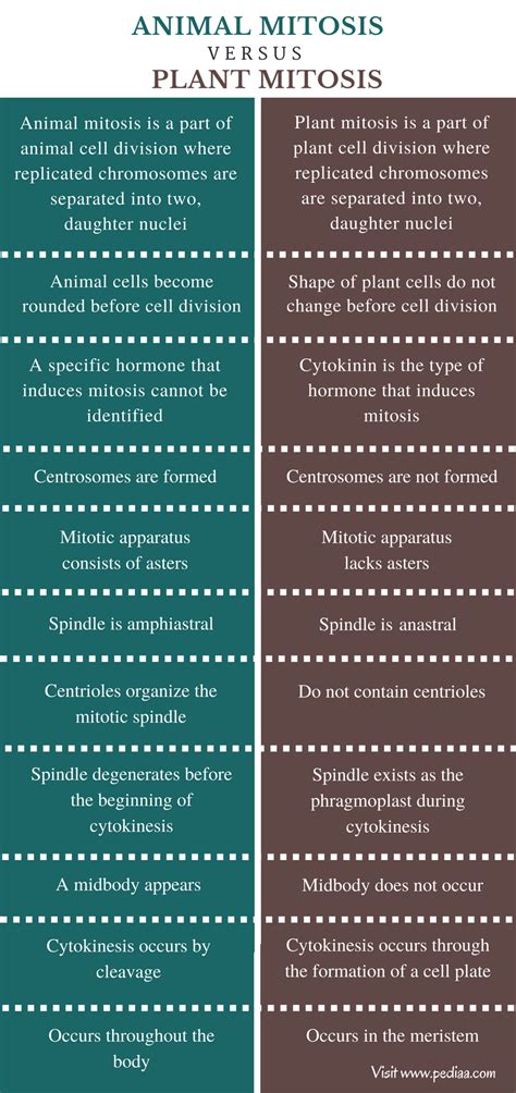 Cell walls provide support and give shape to plants. Difference Between Animal and Plant Mitosis | Definition ...