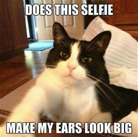 Funny Cat Pictures Captions Why Do Meaningful Captions On Cat