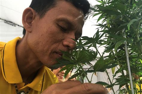 La sentenza della cassazione del 19 dicembre sulla coltivazione della cannabis ad uso personale non afferma che adesso è legale coltivare erba come i titoli dei giornali vogliono fare. La Thailandia vuole far coltivare cannabis ai cittadini a ...