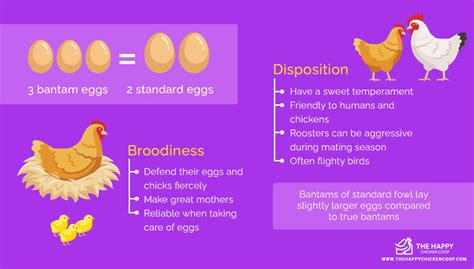 Bantam Chickens Breeds Egg Laying Size And Care Guide 2022