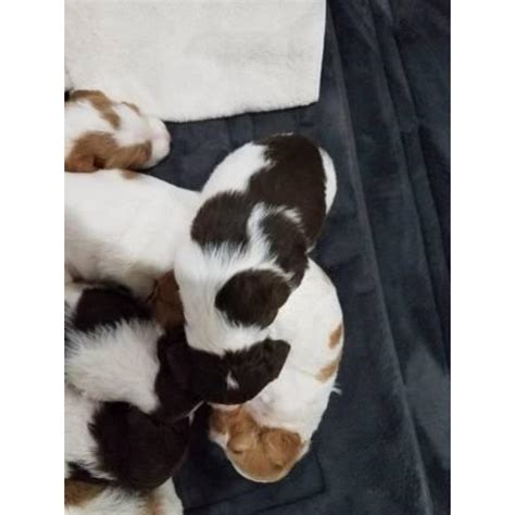 Gently used bird dogs and pictures below. 7 brittany puppies left in Abilene, Texas - Puppies for ...