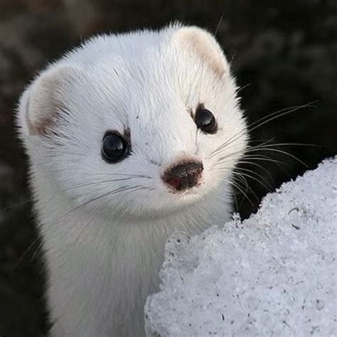 Snow Weasel