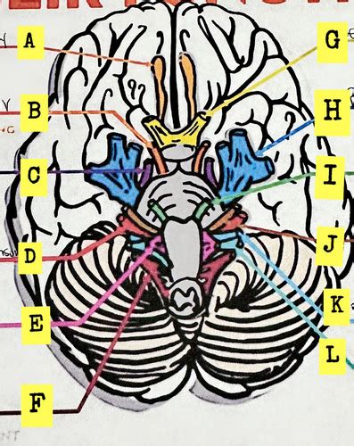 cranial nerves and their functions flashcards quizlet