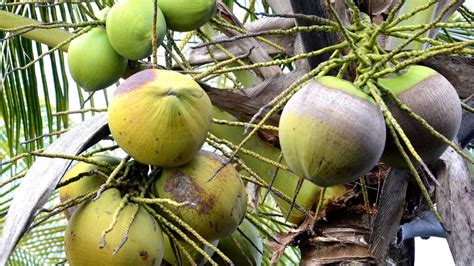 Step By Step Guide On How To Grow A Coconut Tree Indoors Gardenzoo