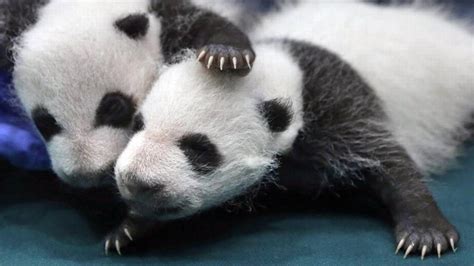 Giant Panda Is No Longer Endangered Experts Say Miami Herald