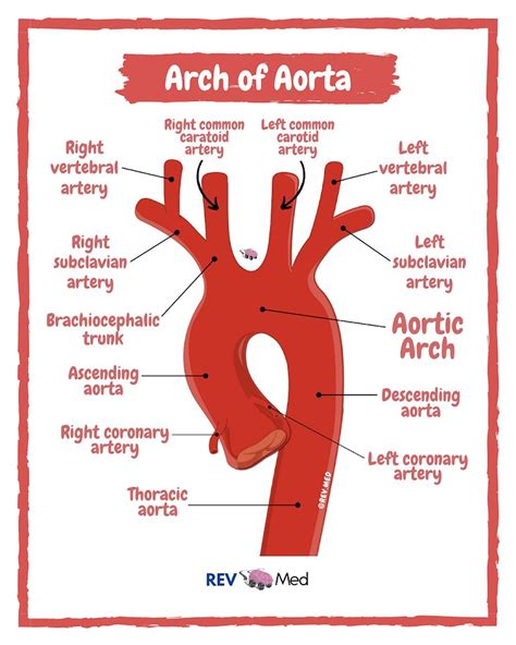 Aortic Arch Anatomy Arteries By Rev Med Aortic GrepMed