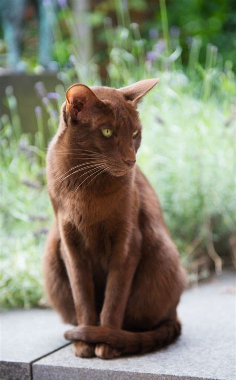 What does brown fat do in your body? Havana Brown Cat - A Complete Guide To An Unforgettable ...